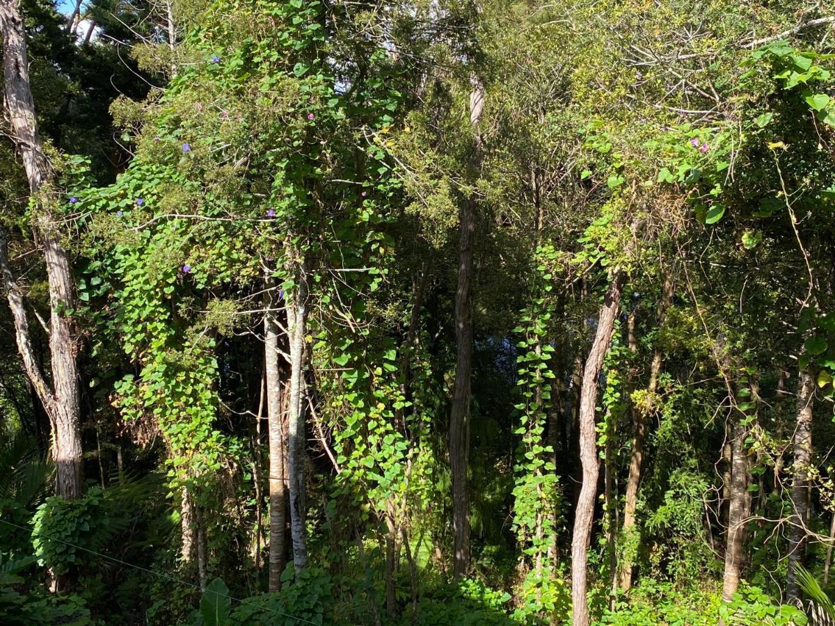 Bush , Birds And Relaxing Moments Auckland Exterior foto
